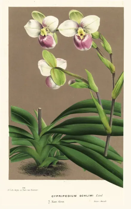 Framed Print : Slipper orchid, Phragmipedium schlimii Framed Print : Slipper orchid, Phragmipedium schlimii