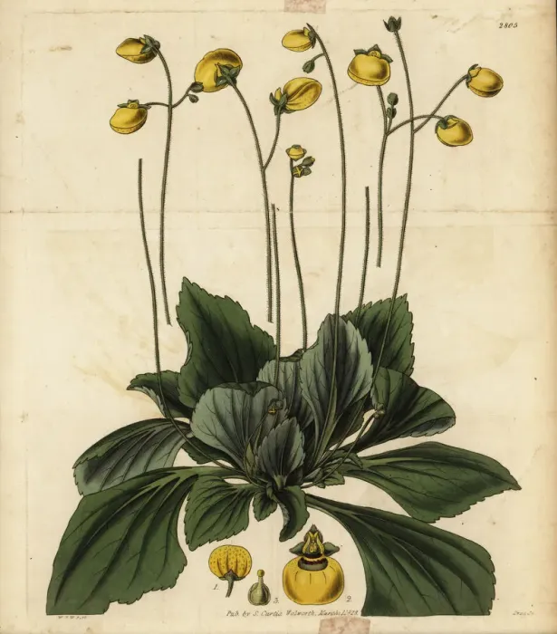 Framed Print : Slipperwort, Calceolaria biflora Framed Print : Slipperwort, Calceolaria biflora