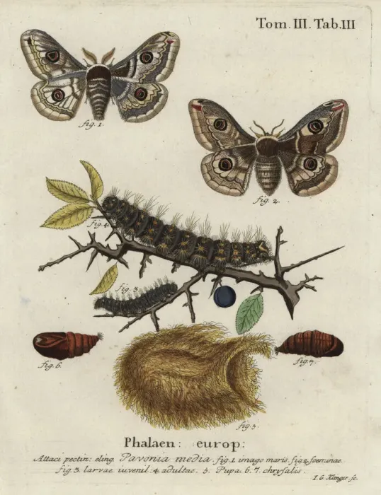 Framed Print : Sloe emperor moth, Saturnia spini Framed Print : Sloe emperor moth, Saturnia spini