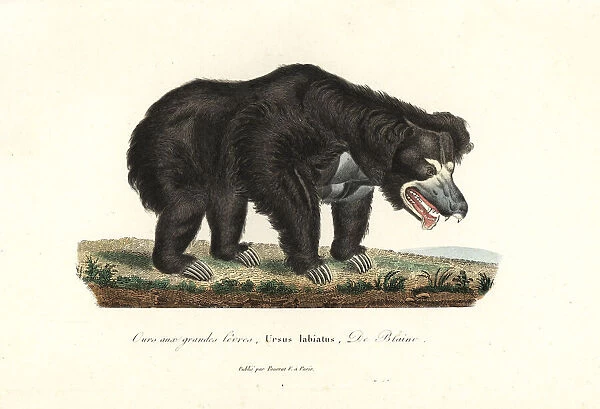 Draw A Bear Challenge (U.S. National Park Service)