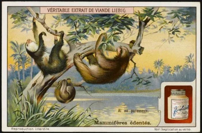 Framed Print : Sloth (Liebig) Framed Print : Sloth (Liebig)