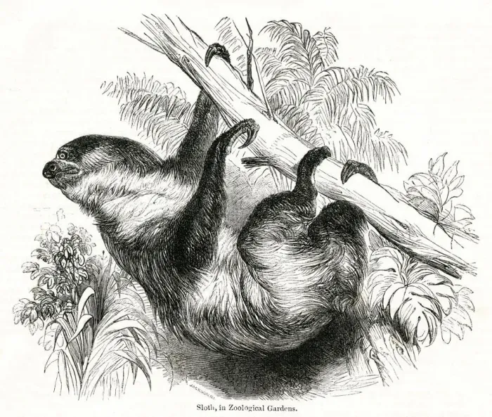 Framed Print : Sloth in the Zoological Society Gardens Framed Print : Sloth in the Zoological Society Gardens