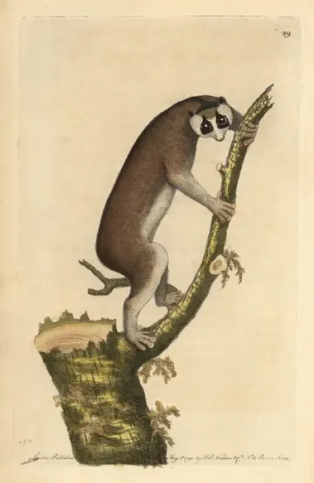 Framed Print : Slow-paced lemur or red slender loris, Loris tardigradus Framed Print : Slow-paced lemur or red slender loris, Loris tardigradus