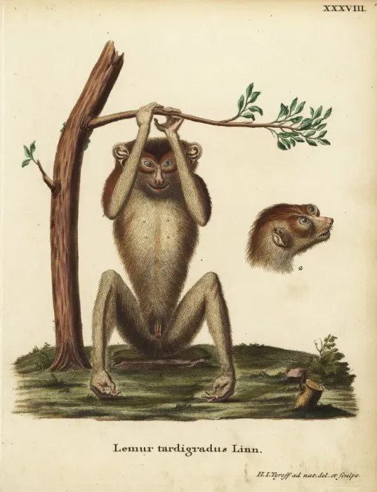 Framed Print : Slow-paced lemur or red slender loris, Loris Framed Print : Slow-paced lemur or red slender loris, Loris
