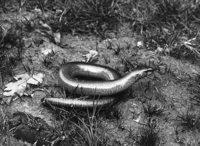 Framed Print : SLOW WORM. A Slow Worm is superficially like a snake Framed Print : SLOW WORM. A Slow Worm is superficially like a snake