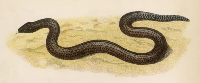 Framed Print : SLOW-WORM. A Slow-worm Framed Print : SLOW-WORM. A Slow-worm