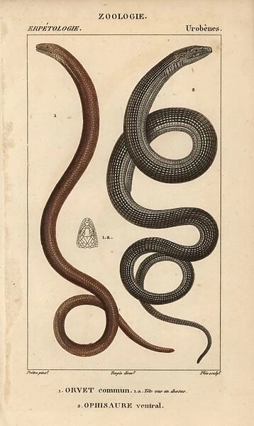 Slow worm, Anguis fragilis, and Eastern glass