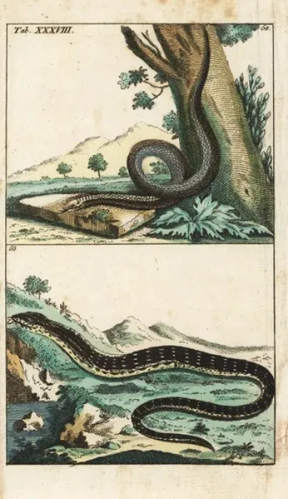 Framed Print : Slow-worm or blind worm and eastern glass lizard Framed Print : Slow-worm or blind worm and eastern glass lizard