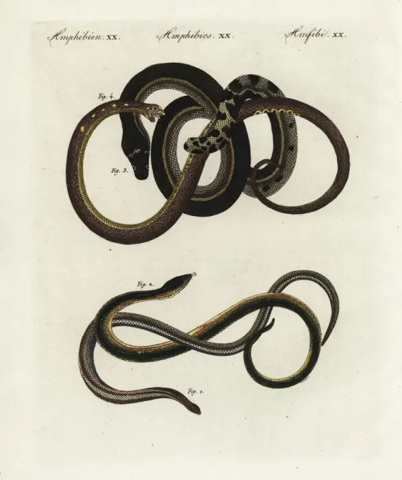 Framed Print : Slow worm, glass lizard and yellowbelly sea snake Framed Print : Slow worm, glass lizard and yellowbelly sea snake