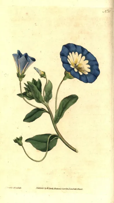 Framed Print : Small bindweed, Convolvulus tricolor Framed Print : Small bindweed, Convolvulus tricolor