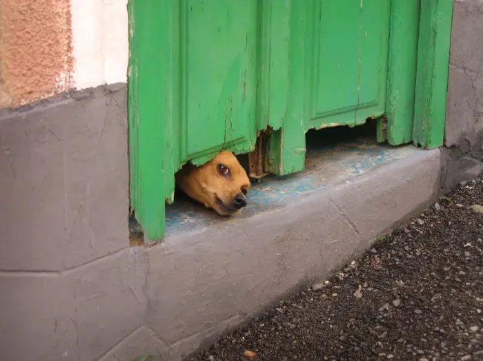 Framed Print : A small brown dog pushes its head under a rotting green door Framed Print : A small brown dog pushes its head under a rotting green door