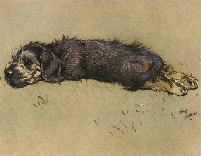 Framed Print : Small brown puppy Framed Print : Small brown puppy