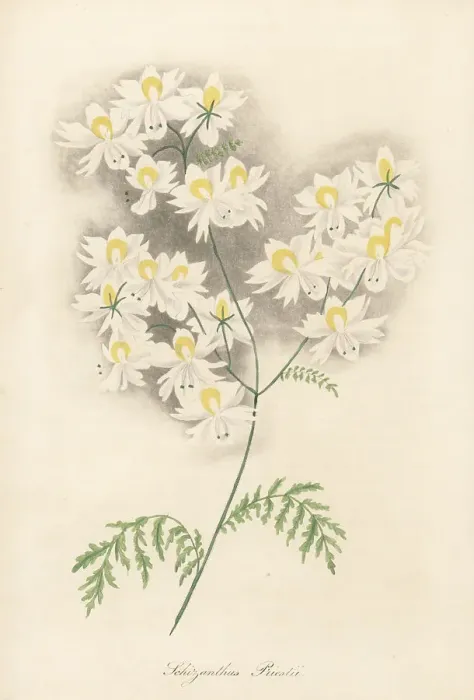 Framed Print : Small butterfly flower, Schizanthus pinnatus Framed Print : Small butterfly flower, Schizanthus pinnatus