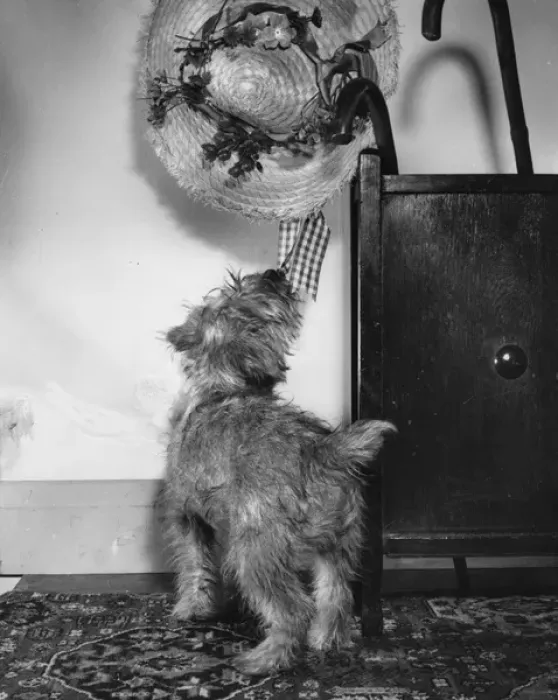 Framed Print : Small dog intrigued by a straw hat Framed Print : Small dog intrigued by a straw hat