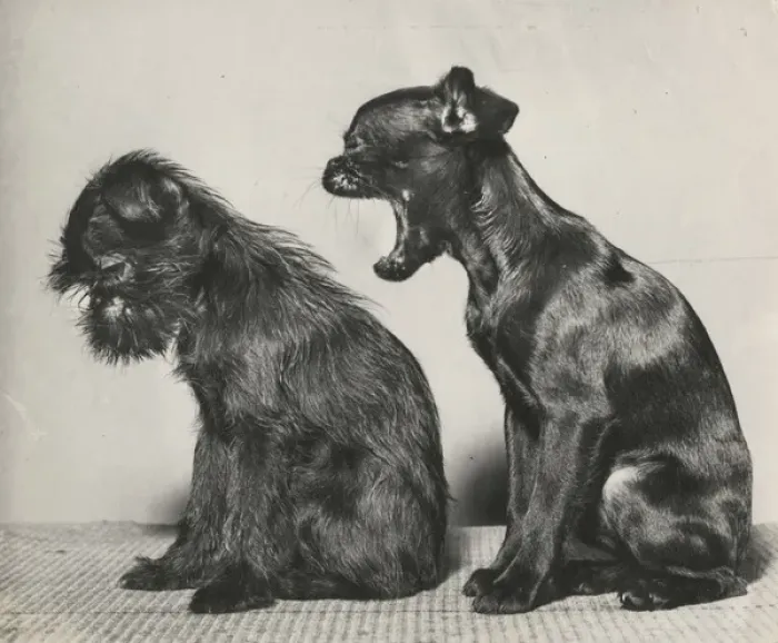 Framed Print : Two small dogs in profile Framed Print : Two small dogs in profile