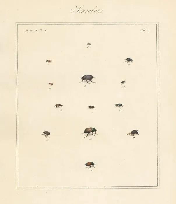 Framed Print : Small dung beetle, chafer, scarab beetles, etc Framed Print : Small dung beetle, chafer, scarab beetles, etc