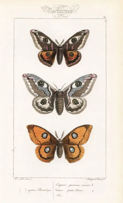 Framed Print : Small emperor moth and tau emperor Framed Print : Small emperor moth and tau emperor
