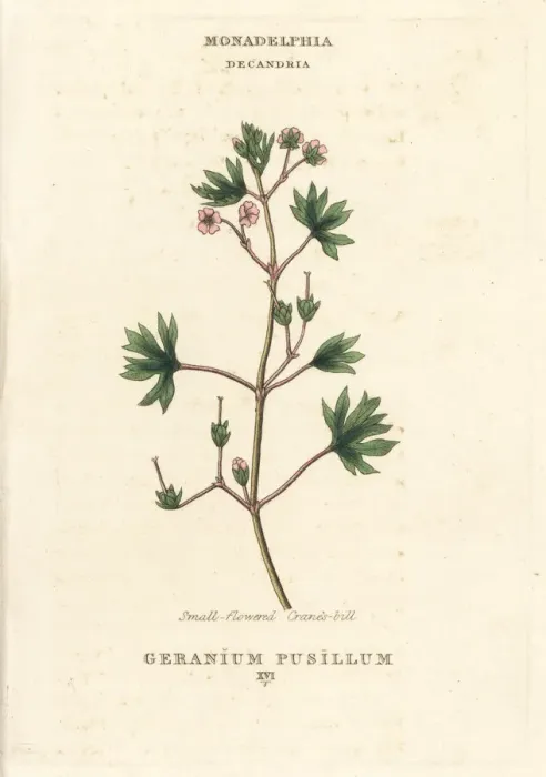 Framed Print : Small-flowered cranes-bill, Geranium pusillum Framed Print : Small-flowered cranes-bill, Geranium pusillum
