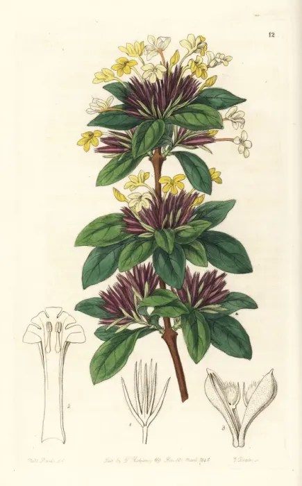 Framed Print : Small-flowered lankesteria, Lankesteria parviflora Framed Print : Small-flowered lankesteria, Lankesteria parviflora