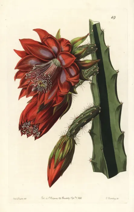 Framed Print : Small flowered shew-cereus, garden variety Framed Print : Small flowered shew-cereus, garden variety