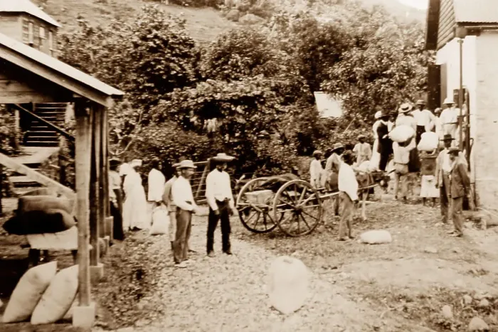 Framed Print : Small growers selling their cotton, St Vincent, Caribbean Framed Print : Small growers selling their cotton, St Vincent, Caribbean