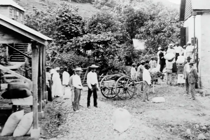Framed Print : Small growers selling their cotton in St Vincent early 1900s Framed Print : Small growers selling their cotton in St Vincent early 1900s