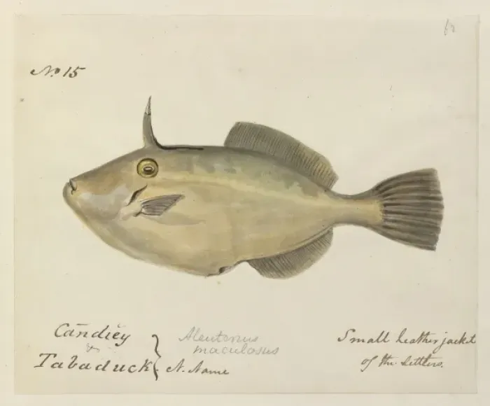 Framed Print : Small leatherjacket illustration Framed Print : Small leatherjacket illustration
