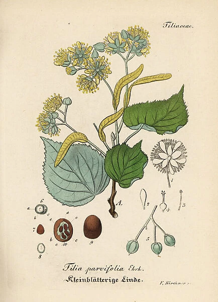 Small-leaved lime or littleleaf linden, Tilia cordata
