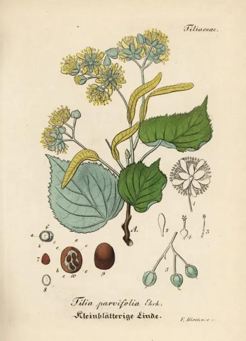 Framed Print : Small-leaved lime or littleleaf linden, Tilia cordata Framed Print : Small-leaved lime or littleleaf linden, Tilia cordata