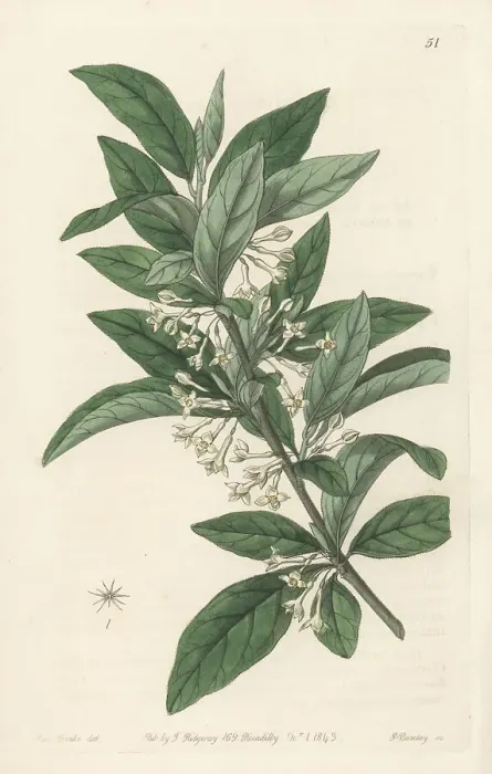 Framed Print : Small-leaved oleaster, Elaeagnus parvifolia Framed Print : Small-leaved oleaster, Elaeagnus parvifolia