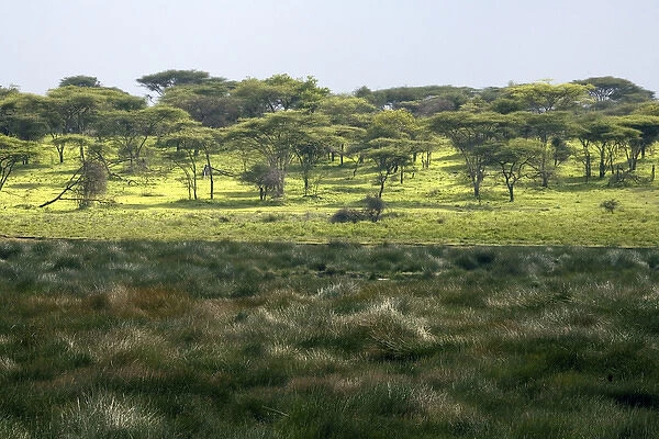 Small marsh at Ndutu