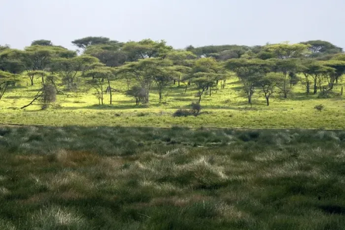 Framed Print : Small marsh at Ndutu Framed Print : Small marsh at Ndutu