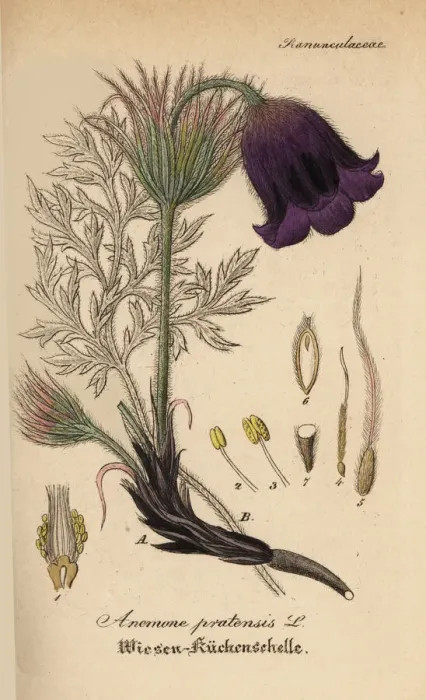 Framed Print : Small pasque flower, Anemone pratensis Framed Print : Small pasque flower, Anemone pratensis