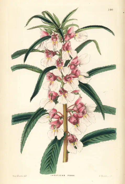 Framed Print : Small pink balsam, Impatiens rosea Framed Print : Small pink balsam, Impatiens rosea