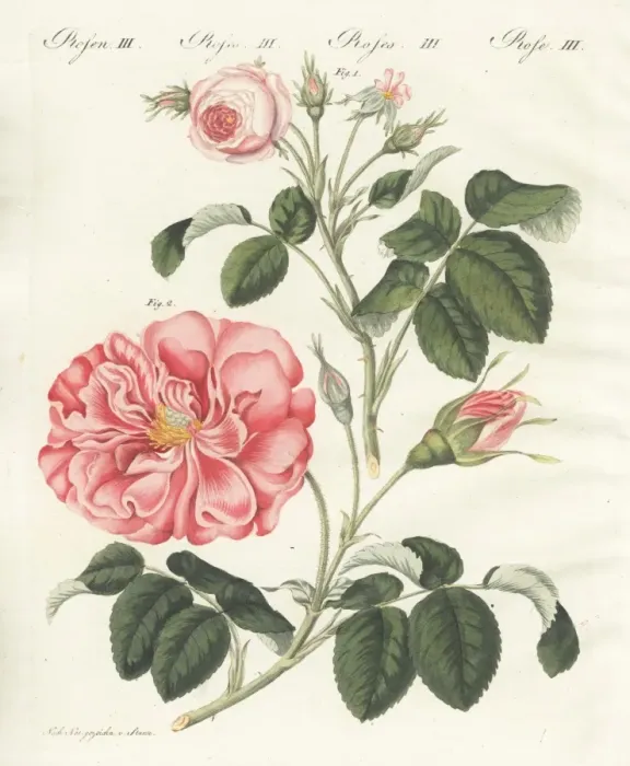 Framed Print : Small pink centifolia rose and Frankfort rose Framed Print : Small pink centifolia rose and Frankfort rose