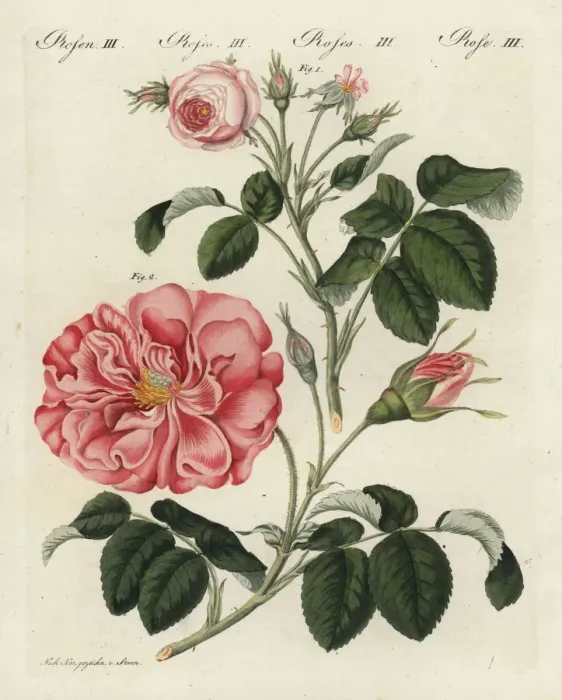 Framed Print : Small pink centifolia rose and Frankfort rose Framed Print : Small pink centifolia rose and Frankfort rose