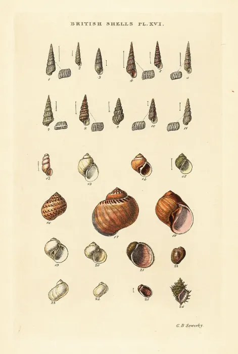 Framed Print : Small sea shell varieties, Turbonilla, etc Framed Print : Small sea shell varieties, Turbonilla, etc