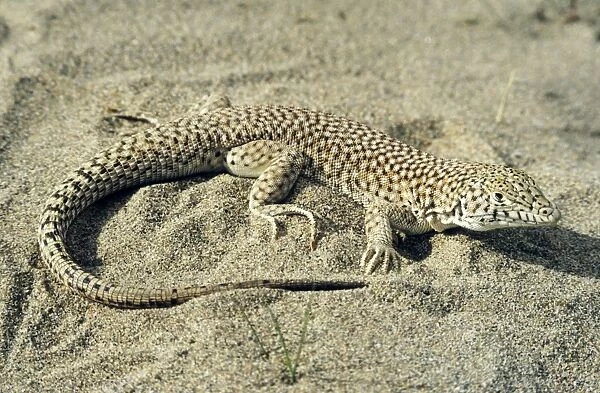 Small-spotted Lizard - in sand dunes of Central