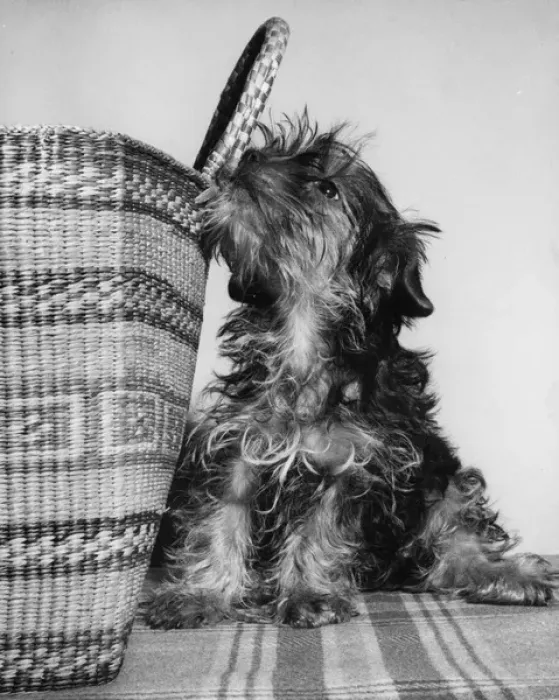 Framed Print : Small terrier dog with shopping basket Framed Print : Small terrier dog with shopping basket