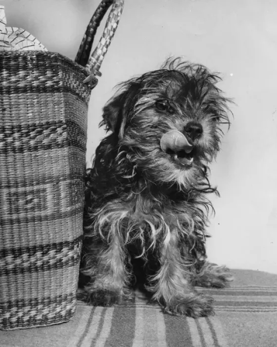 Framed Print : Small terrier dog with shopping basket Framed Print : Small terrier dog with shopping basket