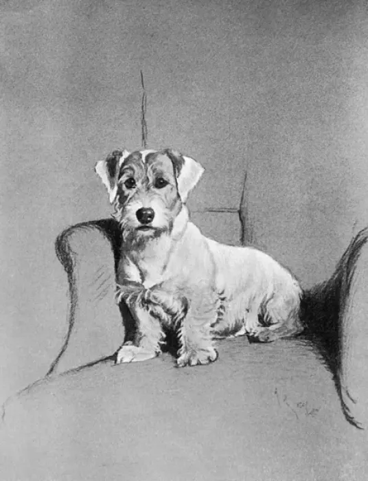 Framed Print : Small terrier sitting in a chair Framed Print : Small terrier sitting in a chair