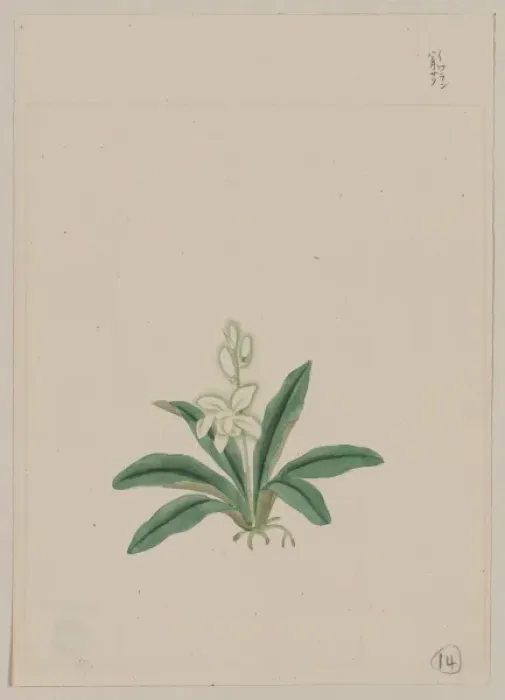 Framed Print : Small white flower, possibly a gin-ran, on stem with long gr Framed Print : Small white flower, possibly a gin-ran, on stem with long gr