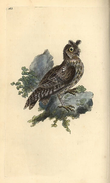 Smaller pencilled or Siberian eared owl, Strix pulchella