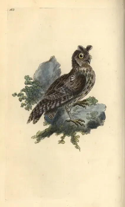 Framed Print : Smaller pencilled or Siberian eared owl, Strix pulchella Framed Print : Smaller pencilled or Siberian eared owl, Strix pulchella