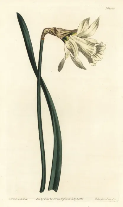 Framed Print : Smaller white Spanish daffodil, Narcissus Framed Print : Smaller white Spanish daffodil, Narcissus