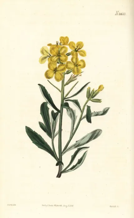 Framed Print : Smelly wallflower, Erysimum odoratum Framed Print : Smelly wallflower, Erysimum odoratum