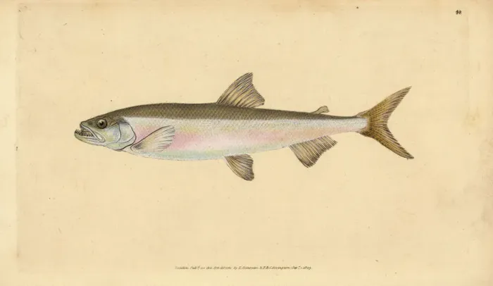 Framed Print : Smelt, Osmerus eperlanus Framed Print : Smelt, Osmerus eperlanus