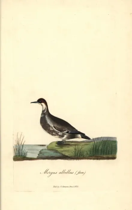 Framed Print : Smew (female), Mergus albellus Framed Print : Smew (female), Mergus albellus
