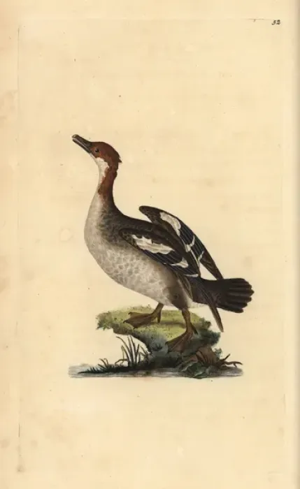 Framed Print : Smew, Mergellus albellus, female Framed Print : Smew, Mergellus albellus, female