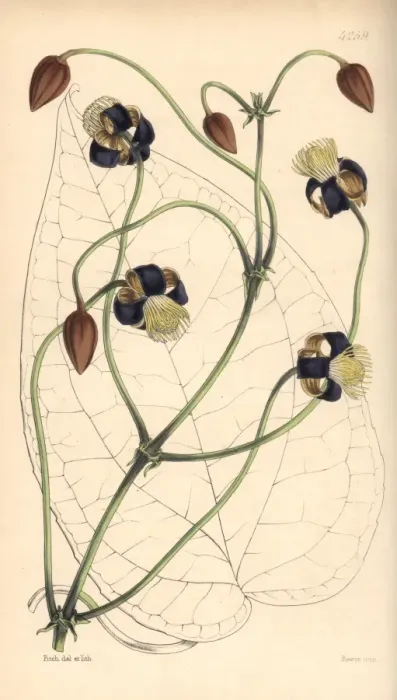 Framed Print : Smilax leaved clematis, Clematis smilacifolia Framed Print : Smilax leaved clematis, Clematis smilacifolia
